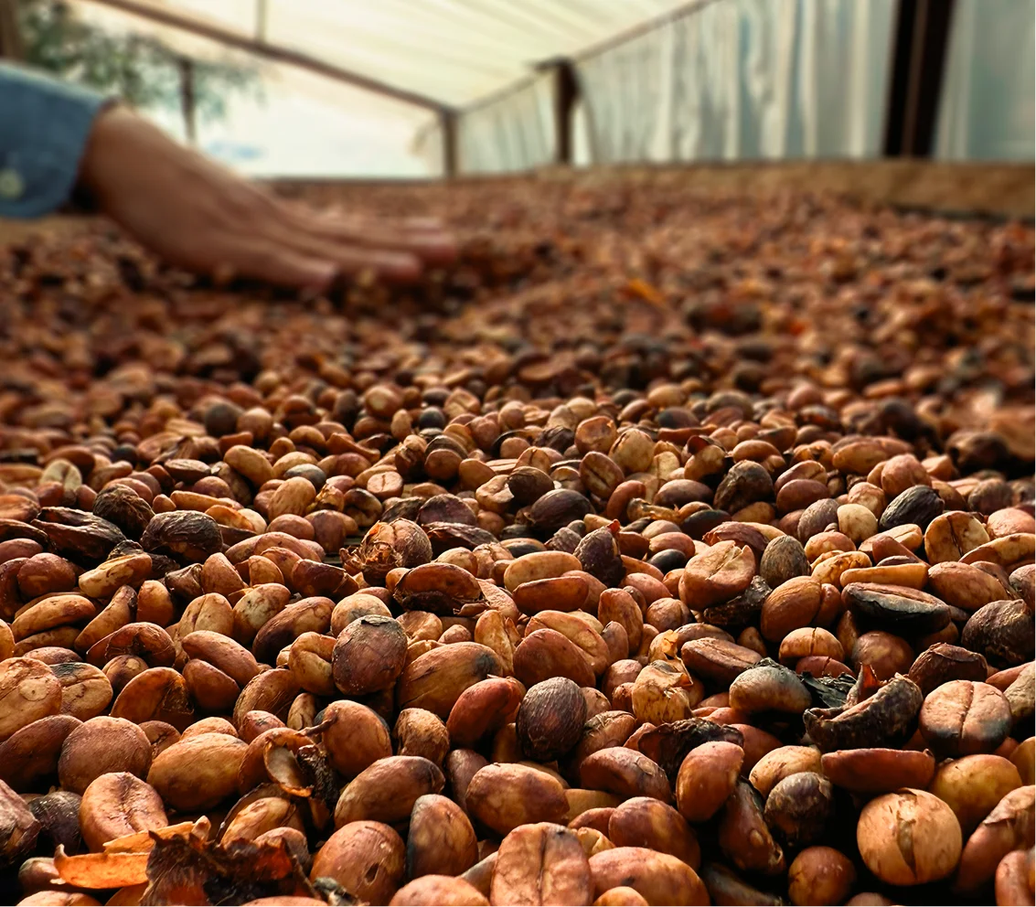 Granos de café de origen